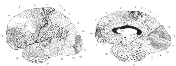 brodmann maps